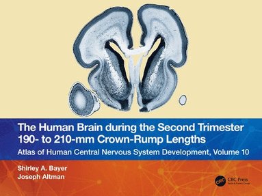 bokomslag The Human Brain During the Second Trimester 190- To 210-MM Crown-Rump Lengths