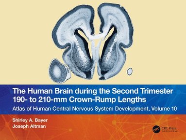 bokomslag The Human Brain during the Second Trimester 190 to 210mm Crown-Rump Lengths