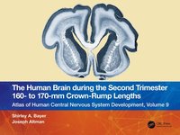 bokomslag The Human Brain during the Second Trimester 160 to 170mm Crown-Rump Lengths