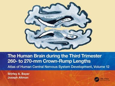 bokomslag Human Brain during the Third Trimester 260- to 270-mm Crown-Rump Lengths
