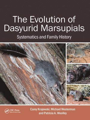 bokomslag Evolution of Dasyurid Marsupials