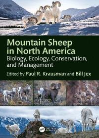 bokomslag Mountain Sheep in North America