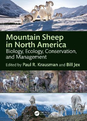 bokomslag Mountain Sheep in North America