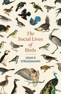 bokomslag Social Lives of Birds