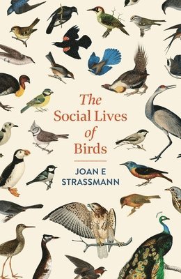 Social Lives of Birds 1