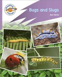 bokomslag Reading Planet: Rocket Phonics - First Steps - Bugs and Slugs (Lilac Plus)