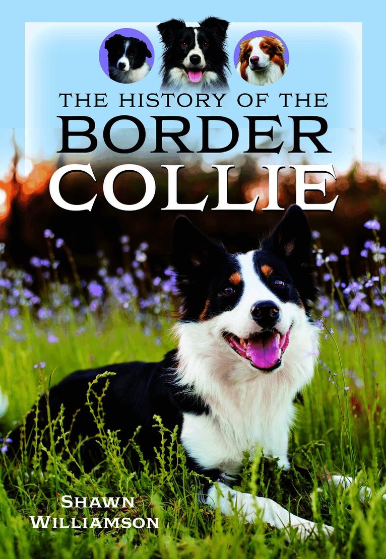 History of the Border Collie