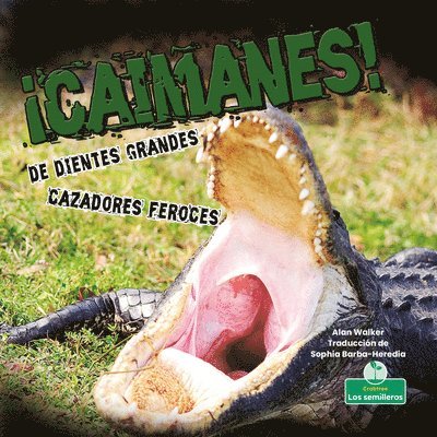 Alan Walker - ¡Caimanes! de Dientes Grandes. Cazadores Feroces (Alligators! Big Teeth, Fierce Hunters), Häftad