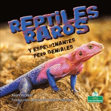 bokomslag Reptiles Raros Y Espeluznantes Pero Geniales (Creepy But Cool Weird Reptiles)