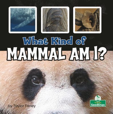 What Kind of Mammal Am I? 1