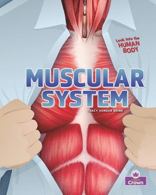 bokomslag Muscular System