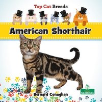 bokomslag American Shorthair