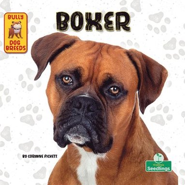 bokomslag Boxer