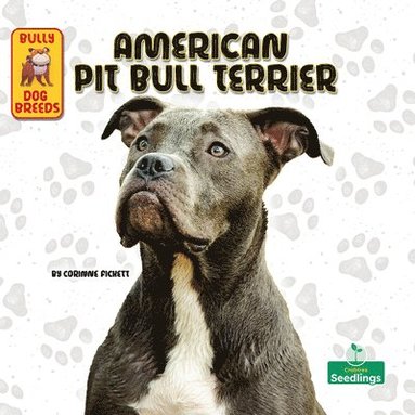 bokomslag American Pit Bull Terrier