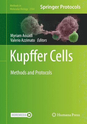 Kupffer Cells 1
