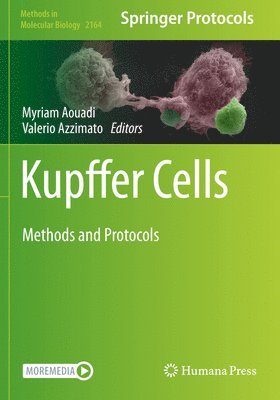 Kupffer Cells 1
