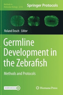 bokomslag Germline Development in the Zebrafish