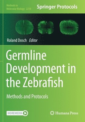 bokomslag Germline Development in the Zebrafish