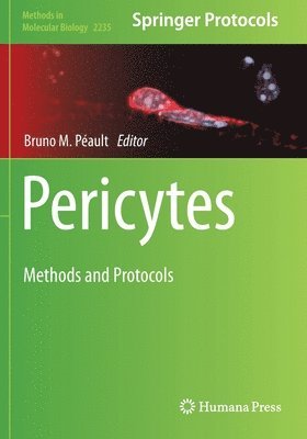 Pericytes 1