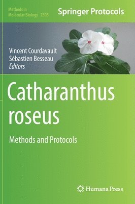 Catharanthus roseus 1