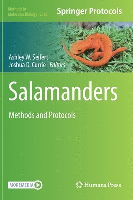 Salamanders 1