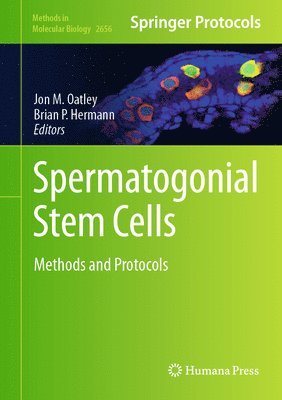 bokomslag Spermatogonial Stem Cells