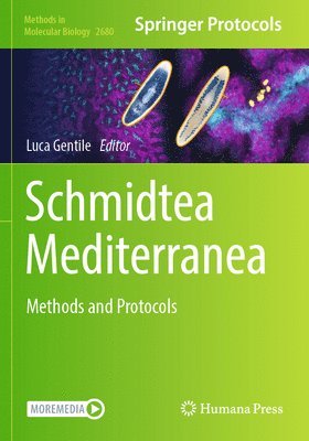 Schmidtea Mediterranea 1