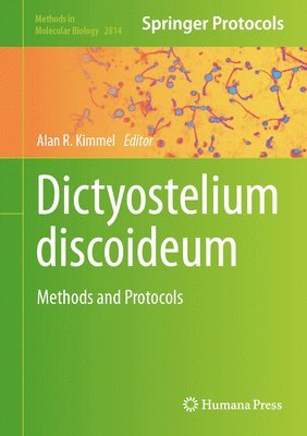 Dictyostelium discoideum 1