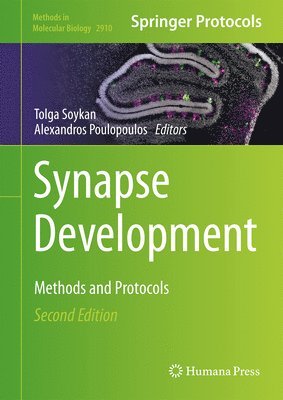 bokomslag Synapse Development