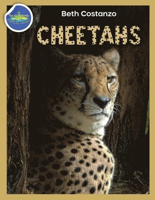 Beth Costanzo, Beth COSTANZO - Cheetah Activity Workbook ages 4-8, Häftad
