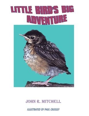 Little Bird's Big Adventure 1