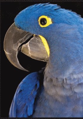 Kālarātri or Black Night Trilogy
