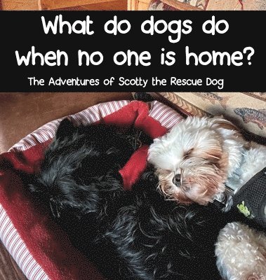 Tamara Janiga, Victoria Dutka - What do dogs do when no one is home?, Inbunden