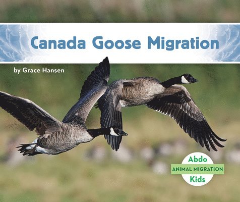 Canada Goose Migration 1