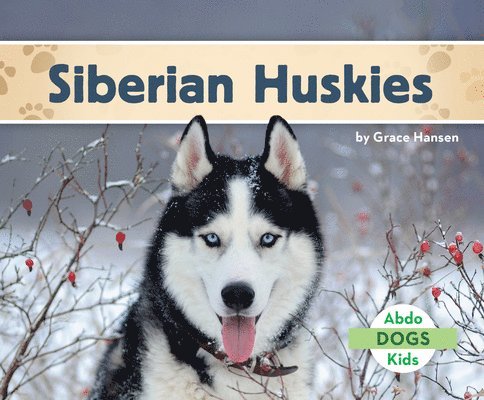 Siberian Huskies 1