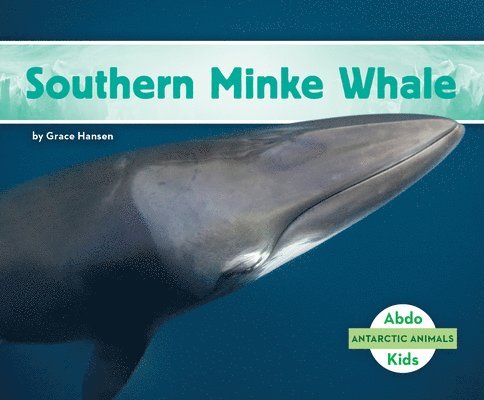 Southern Minke Whale 1