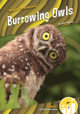 Burrowing Owls 1