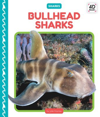 Bullhead Sharks 1