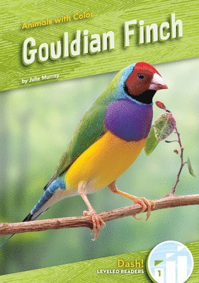 Gouldian Finch 1