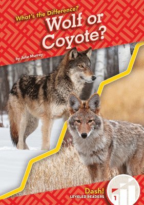 Wolf or Coyote? 1