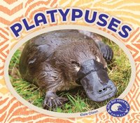 bokomslag Platypuses