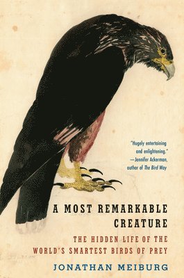 Jonathan Meiburg - A Most Remarkable Creature, Häftad