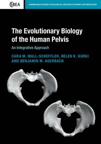 bokomslag The Evolutionary Biology of the Human Pelvis