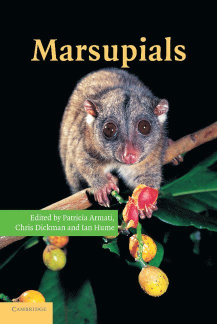 Marsupials 1