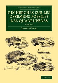 bokomslag Recherches sur les ossemens fossiles des quadrupedes
