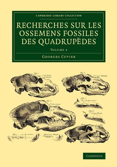 bokomslag Recherches sur les ossemens fossiles des quadrupdes