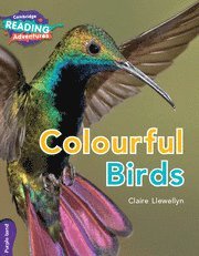 bokomslag Cambridge Reading Adventures Colourful Birds Purple Band