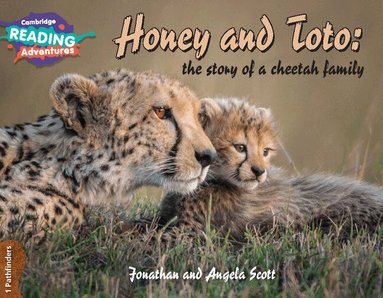 Jonathan and Angela Scott - Cambridge Reading Adventures Honey and Toto: The Story of a Cheetah Family 1 Pathfinders, Häftad