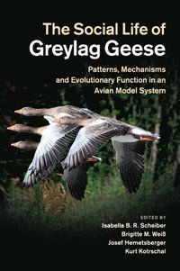 bokomslag The Social Life of Greylag Geese