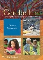 Cerebellum